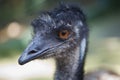 Close up of Emu face at Zoo. Animals and Birds Royalty Free Stock Photo