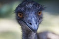 Close up Emu face at Zoo. Animals and Birds Royalty Free Stock Photo