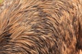 Emu feathers texture closeup