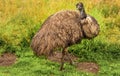 Portrait Emu Dromaius novaehollandiae