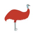 Emu flat vector illustration. Emu bird on white background. Emu vector. Emu illustration. Emu isolated vector