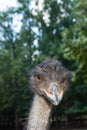 Emu Gaze Royalty Free Stock Photo