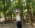 Emu Gaze Royalty Free Stock Photo