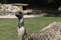 Emu Royalty Free Stock Photo