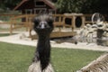 Emu Royalty Free Stock Photo