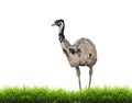 Emu with green grass isolated Royalty Free Stock Photo