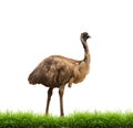 Emu with green grass isolated Royalty Free Stock Photo