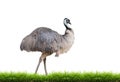 Emu with green grass Royalty Free Stock Photo