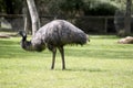 The emu has brown eyes a black beak and black neck feathers and long feathers draping its body brown and black