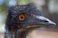 Emu head