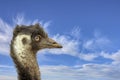 Emu head with blue sky as background Royalty Free Stock Photo