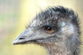 Emu head Royalty Free Stock Photo