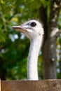 Emu head Royalty Free Stock Photo