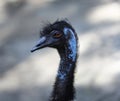 Emu head Royalty Free Stock Photo