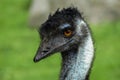 Emu head close up Royalty Free Stock Photo