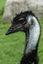 Emu head close up Royalty Free Stock Photo