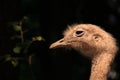 Emu head close up in the sunlight Royalty Free Stock Photo