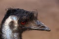 Emu head close up, Tasmania, Australia Royalty Free Stock Photo