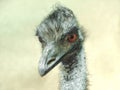 Emu head, full-face Royalty Free Stock Photo