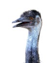 Emu head isolated Royalty Free Stock Photo