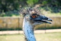 Emu head profile closeup in summer, detail of hair and beak. Royalty Free Stock Photo