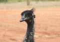 Emu head shoot, flightless bird Royalty Free Stock Photo