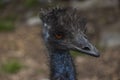 Emu Head Shot Royalty Free Stock Photo