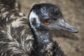 Emu head up close Royalty Free Stock Photo