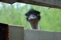 Emu: i am not ET Royalty Free Stock Photo