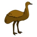 Emu illustration vector.Emu bird vector Royalty Free Stock Photo