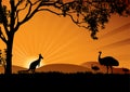 Emus and one kangaroo in the sunset