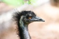 The Emu large birdof Australia - Close up of head and eye emu , Dromaius novaehollandiae Royalty Free Stock Photo