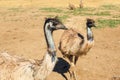 Emu, The Largest Native Bird of Australia Royalty Free Stock Photo