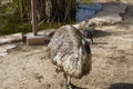 Emu living in captivity. Ostrich close up. Australian bird Royalty Free Stock Photo