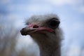 Emu living in captivity. Ostrich close up. Australian bird Royalty Free Stock Photo