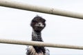 Emu Looking Through Fence