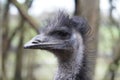 Emu looking out