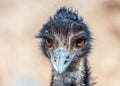 Emu Looking Straight Closeup