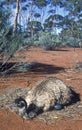 Emu Royalty Free Stock Photo