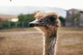 Emu ostrich on an ecological farm. Close-up portrait of an ostrich Royalty Free Stock Photo