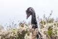 Emu ostrich head close up Royalty Free Stock Photo