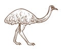 Emu ostrich isolated sketch, Australian flightless bird