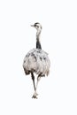 Emu ostrich isolated on a white background Royalty Free Stock Photo