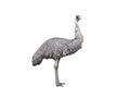 emu ostrich isolated on white background Royalty Free Stock Photo