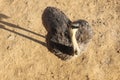 Emu or ostrich large bird walking in farm in the wildlife sanctuary. Common ostrich bird Struthio camelus Royalty Free Stock Photo