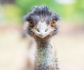 Emu or Ostrich looking straight with two orange eyes Royalty Free Stock Photo