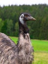 emu ostrich portrait on the background of forest Royalty Free Stock Photo