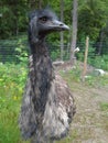 Emu pet ratite posing exotic unusual pet animal farm homestead