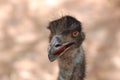 Emu portrait.