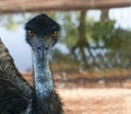 Emu portrait Royalty Free Stock Photo